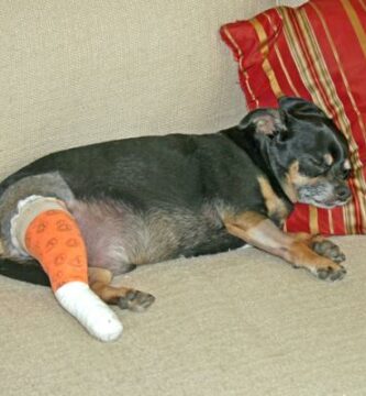 Zerwanie wiezadla krzyzowego u psow chirurgia leczenie i powrot