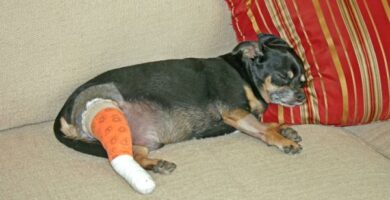 Zerwanie wiezadla krzyzowego u psow chirurgia leczenie i powrot