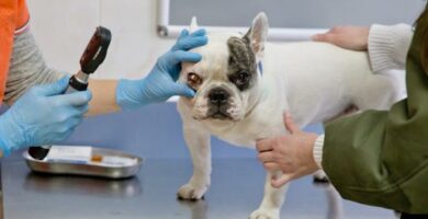 Zespol Hornera u psow objawy i leczenie