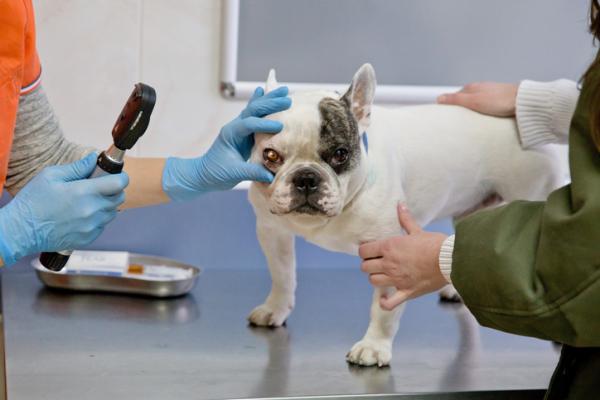 Zespol Hornera u psow objawy i leczenie
