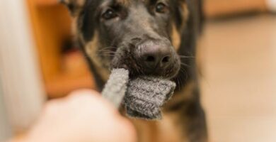 Zespol Pica u psow zachowanie objawy i leczenie