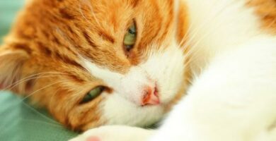 Zespol blakniecia u kotow objawy przyczyny i co robic