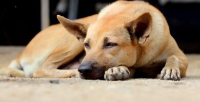Zespol zimnego ogona u psow przyczyny objawy i leczenie
