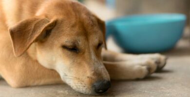 Zespol zlego wchlaniania u psow Diagnoza i leczenie