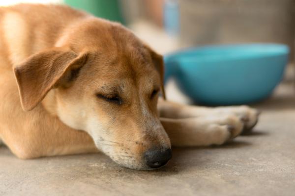 Zespol zlego wchlaniania u psow Diagnoza i leczenie
