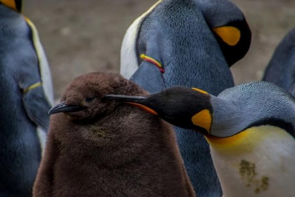 incubacion y ambiente del pinguino emperador 24879 600