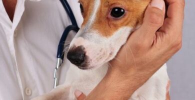 testy alergiczne dla psow
