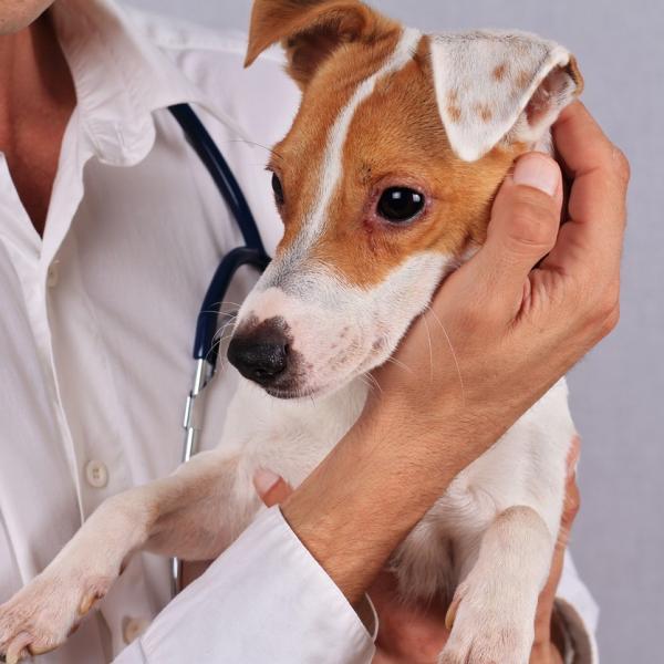 testy alergiczne dla psow